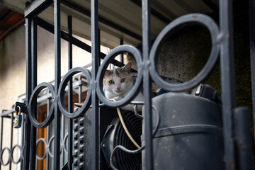 Fototapeta premium A calico cat observes its surroundings while perched behind a dark metal security grate and next to an outdoor utility unit, with a visible padlock on the left side