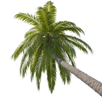 Palm coconut isolated transparent background photo realistic 3d rendering PNG 16 bit with alpha channel
