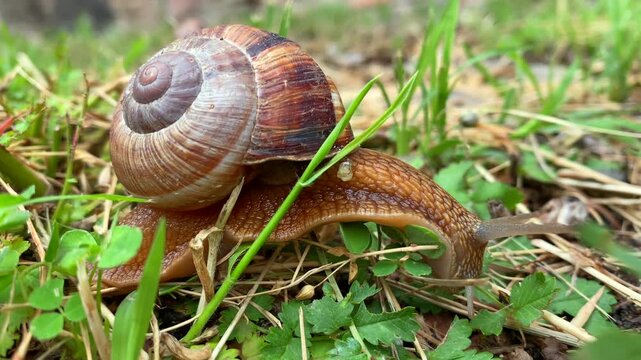 Macro view of a brown garden snail moving through fresh grass and dry vegetation. Detailed spiral shell and textured body captured at ground level in natural surroundings.