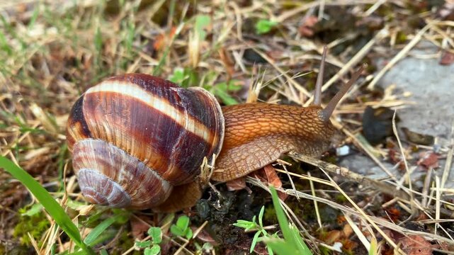 Large brown snail moves across dry vegetation and green grass in a natural setting. Close-up footage highlights shell patterns, texture and slow movement outdoors.