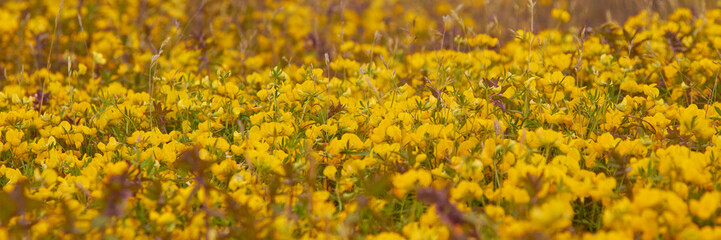 Obraz premium Yellow wildflower meadow in bloom creating vibrant natural landscape background