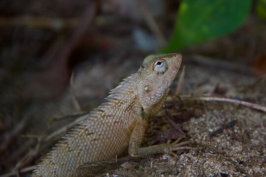 Oriental Garden Lizard Resting on Sandy Ground in Sri Lanka