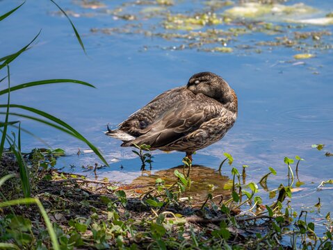 Mallard duck preening in the water