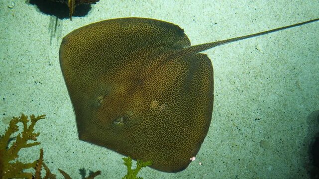 The animal is a honeycomb whipray (Himantura undulata), recognizable by the intricate, net-like pattern of dark lines across its body.