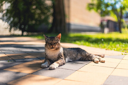 Tabby cat resting on paved path outdoors. Domestic feline lying in sunlight during summer day. Calm pet relaxing in park. Animal leisure, peaceful mood and warm weather concept.