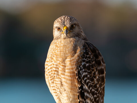 Red-shouldered hawk closeup