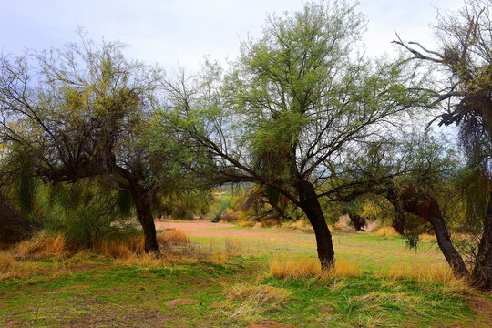 Salt River Recreation Area Arizona