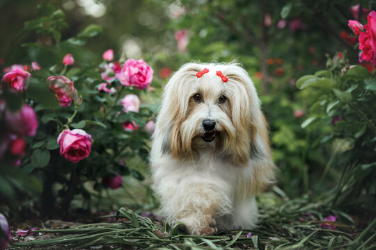 cute tibetan terrier dog walking in a blooming garden of roses