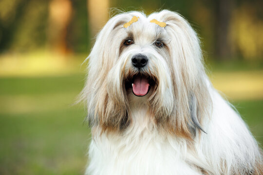 happy tibetan terrier dog portrait outdoors in summer