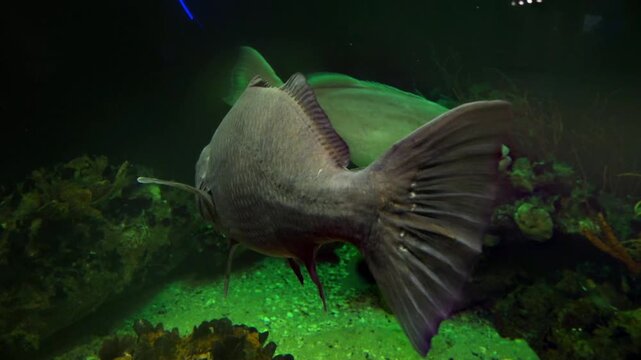 A Smallmouth Buffalo (Ictiobus bubalus), a large freshwater fish native to North America