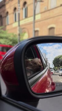 Little yorkshire pet enjoying a car ride.Cute pet yorkie travelling by car with windy hairs. Enjoy and motorized pet ride. Travel and holidays. Vertical footage