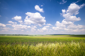 Obraz premium Ternopil Oblast, Ukraine - expansive green agricultural fields dominate the landscape under a vibrant blue sky dotted with picturesque white clouds, capturing the rich farming heritage of the region's