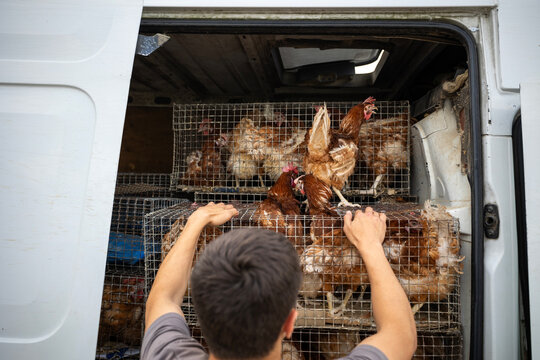A person holds stacked metal cages filled with live domestic fowl, including hens and roosters, in the cargo area of a commercial transport vehicle during poultry transit