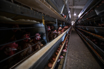Numerous domestic chickens housed in tiered metal cages within a commercial poultry facility, with fresh brown eggs visible on collection trays below the birds, illustrating industrial egg production © Sodel Vladyslav