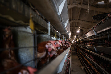 Rows of chickens are confined in metal cages within a commercial poultry farm setting, illustrating industrial egg production practices under artificial lighting © Sodel Vladyslav