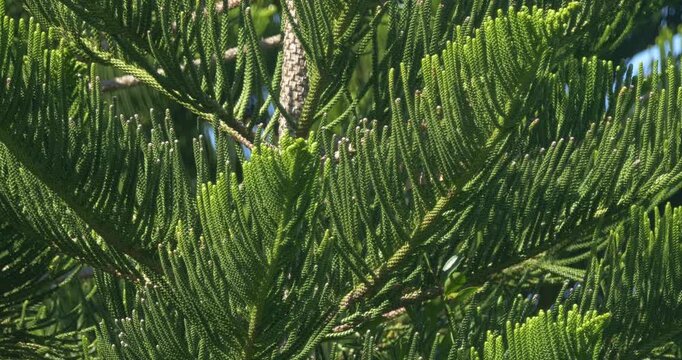 Red Foudia bird of Mauritius taking off from sapling tree - 4K