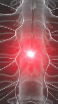 Vertical video: Clear thorax ribs, spine showing red glow appearing, pulsing, flagging T7 in scan
