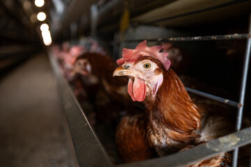 A brown laying hen is observed in close-up within a caged system inside a commercial poultry facility. Multiple birds in blurred rows, suggesting an industrial farm environment under artificial lighti © Sodel Vladyslav