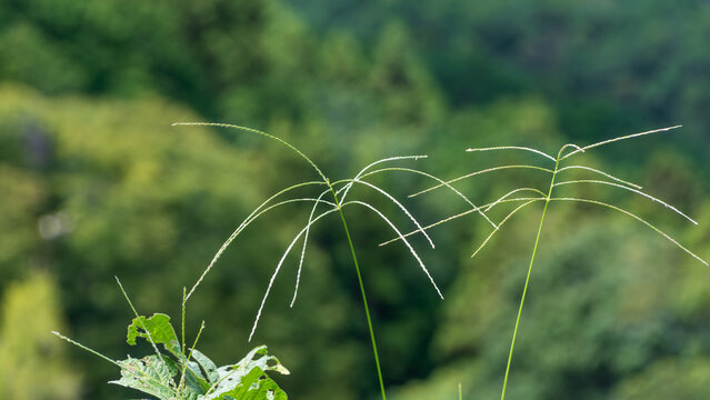 Close up of green crabgrass ears growing in the field with a beautiful blurred mountain forest background in summer