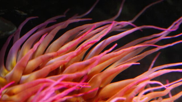 The long, tapering tentacles of a Fish-Eating Anemone (Urticina piscivora) continuously and rhythmically undulate under the influence of underwater currents