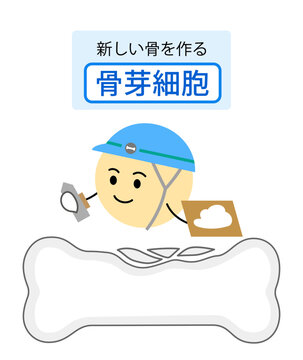 骨芽細胞の働きを表す説明イラスト