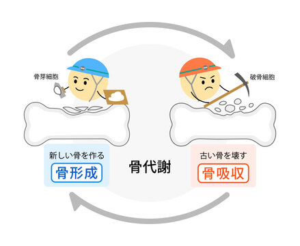 破骨細胞と骨芽細胞による骨代謝を表すイラスト横