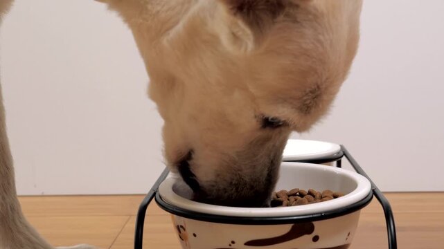 Close-up of mixed breed dog eating dry food in a bowl