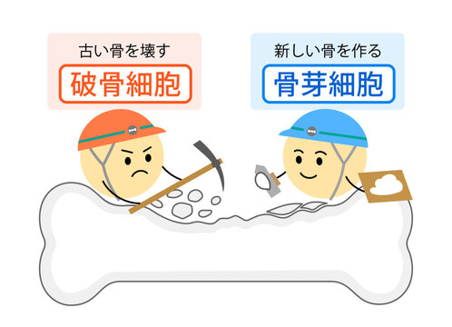 骨芽細胞と破骨細胞の働きを表す説明イラスト