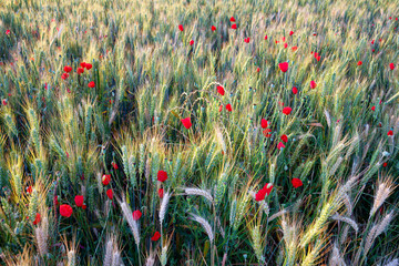 Obraz premium Wheat field and poppies in the Essonne valley. Île-de-France region 