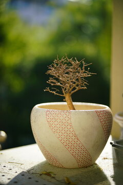 A dried-up sapling elm in a bonsai pot