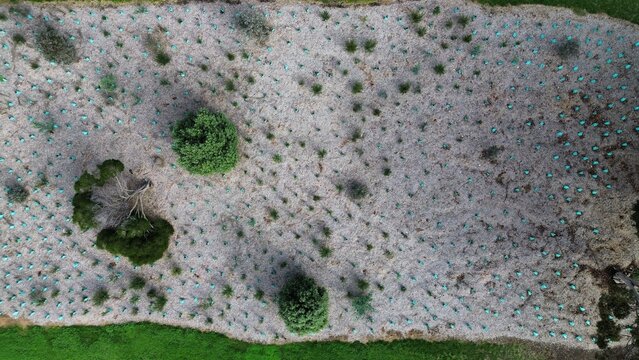 Aerial view showing large scale reforestation project