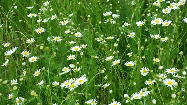 Field of wild chamomile flowers blooming in green grass on a sunny summer day.