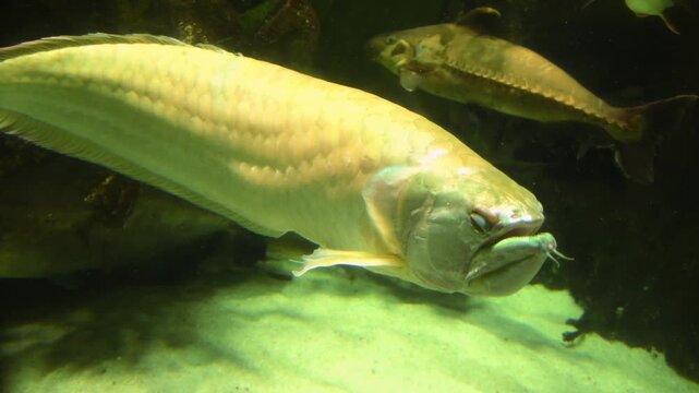 Silver Arowana (Osteoglossum bicirrhosum): A large, freshwater fish native to the Amazon River basin known for its elongated body and metallic silver scales.
