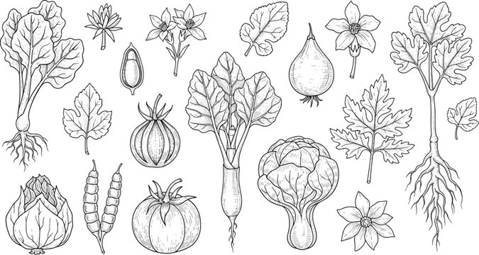Vintage hand-drawn sketch vector illustration set of botanical vegetable elements with roots leaves tomato radish cabbage and flowers isolated on white background