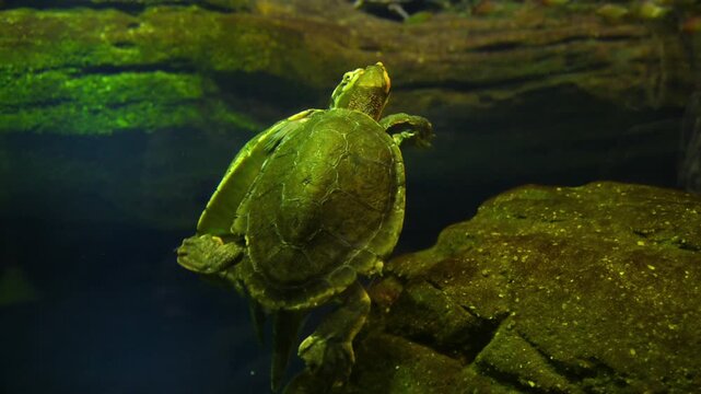 A Giant South American River Turtle, also known as an Arrau turtle, which is one of the largest freshwater turtles in the world.