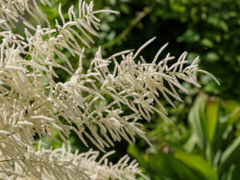 Bumblebee collects nectar on aruncus dioica flowers. Aruncus dioica is a species of perennial herbaceous dioecious plants of the genus Aruncus of the Rosaceae family