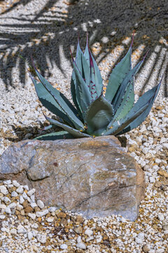 Agave flexispina, or Flexible-spined Century Plant has powder blue leaves with long red spines