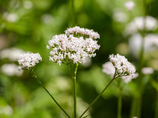 Obraz premium Valeriana officinalis, or cat's-foot valeriana is a species of plant in the genus Valeriana of the subfamily Valerianaceae . The plant's rhizome and roots are used medicinally
