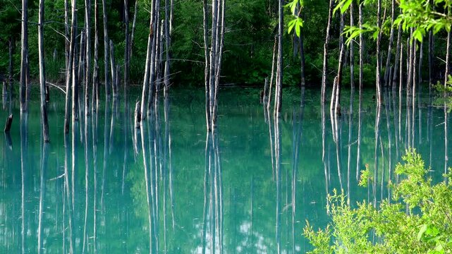 青い池