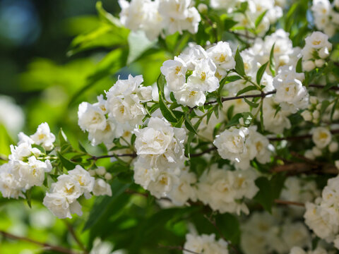 Mock orange ( Latin- Philadelphus ) is a genus of shrubs in the Hydrangeaceae family. Spring background. Natural wallpaper