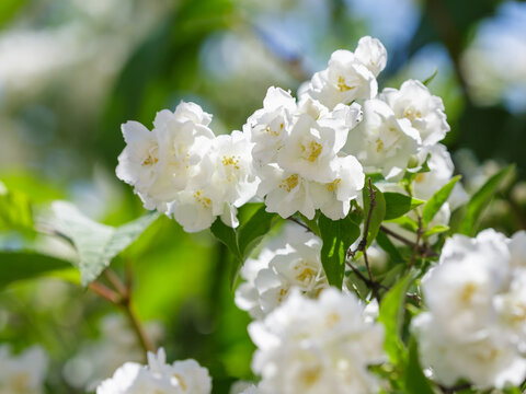 Mock orange ( Latin- Philadelphus ) is a genus of shrubs in the Hydrangeaceae family. Spring background. Natural wallpaper