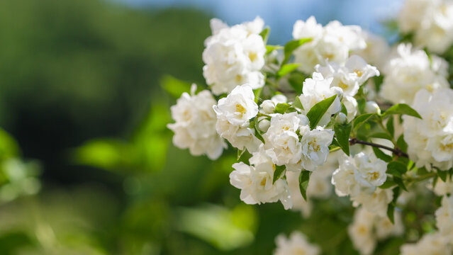 Mock orange ( Latin- Philadelphus ) is a genus of shrubs in the Hydrangeaceae family. Spring background. Natural wallpaper