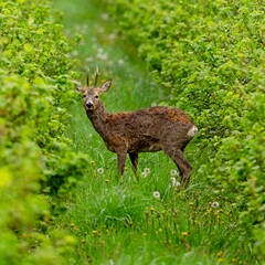 European roe deer (Capreolus capreolus) in spring. © Adam