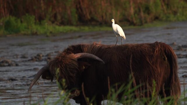An adult cattle egret (Bubulcus ibis) standing on the back of a Highland Cow that walks away.