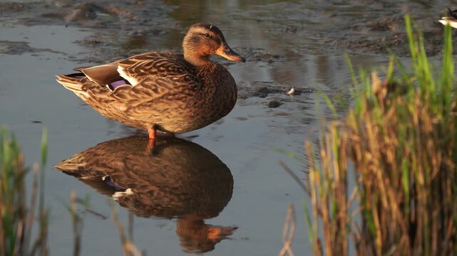 A female mallard or wild duck (Anas platyrhynchos) standing in shallow water and walking away.