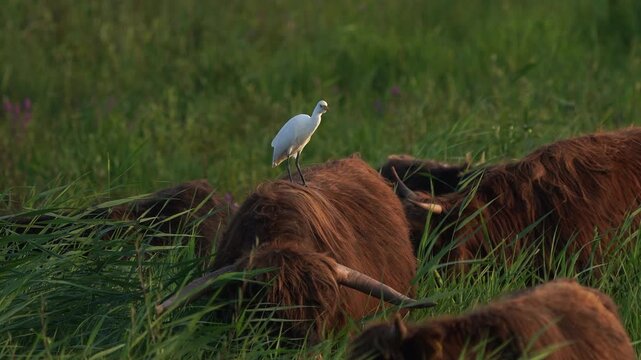 An adult cattle egret (Bubulcus ibis) standing on the back of a Highland Cow