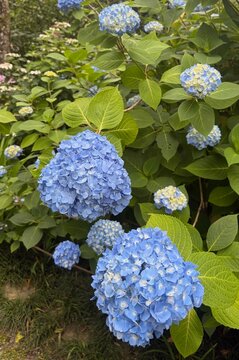 Cluster of Blue Hydrangea Flowers with Fresh Green Leaves
