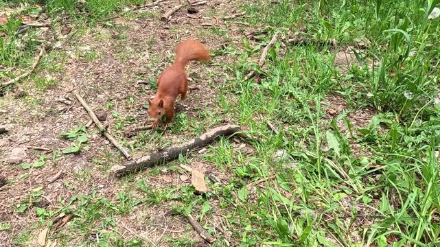A red squirrel moves along the green grass in the park. stops upright, looks at the camera, jumps forward, and then runs straight across an open lawn in daylight. slow motion