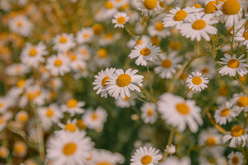 Fototapeta premium daisies in the garden
