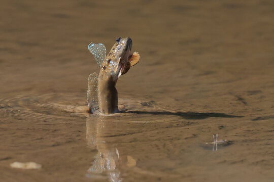The mudskipper is jumping out of the mud on the beach.
